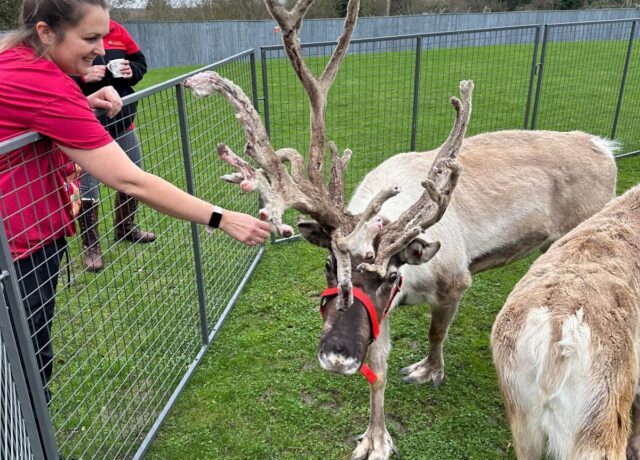 Oadby Manor Care Home feeding reindeer during a festive activity.